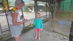 Прикольные попугаи в парке птиц Paradise Park Farm на острове Самуи
