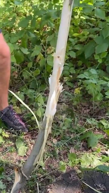 Кракен - ЛУЧШИЙ ОХОТНИЧИЙ НОЖ 🔥💪 #knife #нож #нождляохот смотреть онлайн