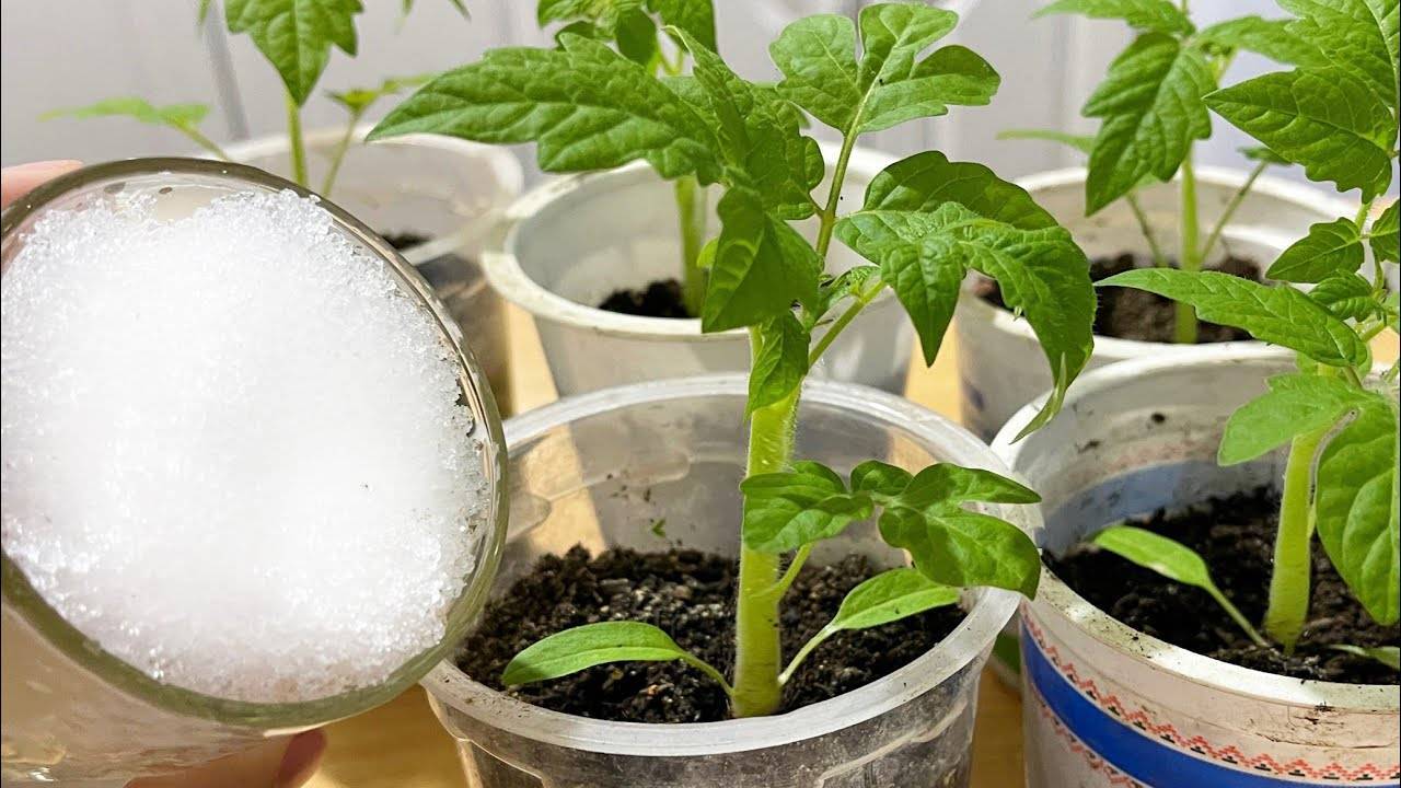🌿 РАССАДА ЖИРНЕЕТ НА ГЛАЗАХ! ЛУЧШАЯ БЕСПЛАТНАЯ ПОДКОРМКА ДЛЯ РАССАДЫ ТОМАТОВ И ПЕРЦЕВ 🌱