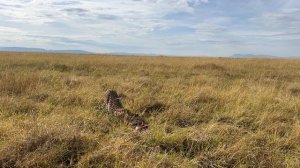 Живая дикая природа!