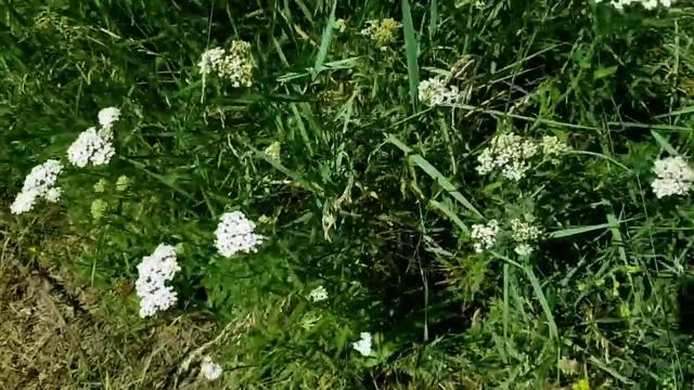 САМВЕЛ АДАМЯН НАДЯ СЛОМАЛА ХОЛОДИЛЬНИК И ДОВЕЛА ТАТЬЯ смотреть онлайн