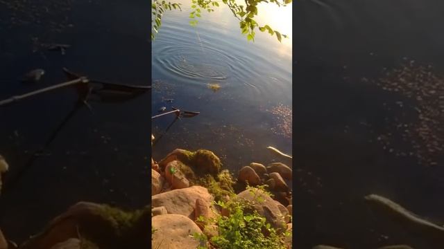 СРЕДНИЙ РАЗМЕР #рекомендации #как #лучшая #ловля #сазан смотреть онлайн