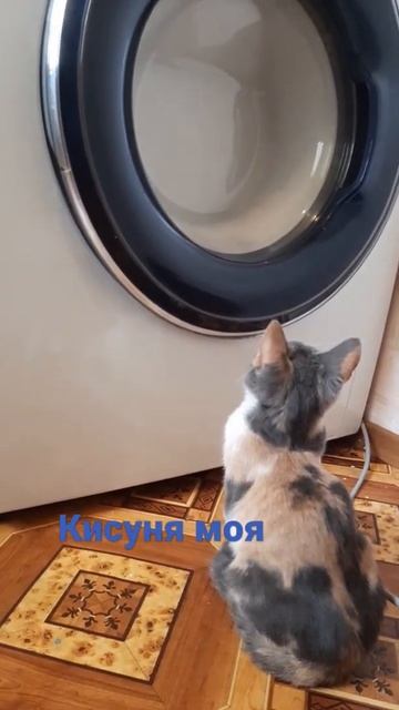 смотрит за стиральной машинкой моя любопытная кисуня? смотреть онлайн