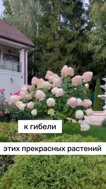 Посадка и уход за гортензиями #тикток #shorts #гортензии #?