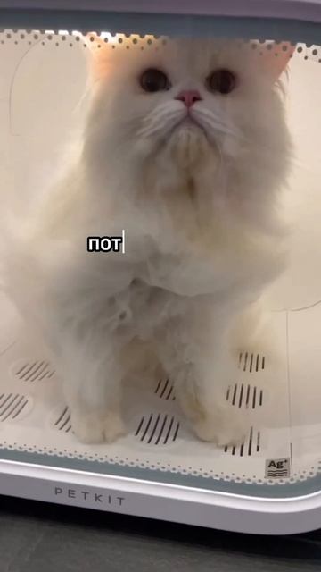 ЛУЧШАЯ БИЗНЕС ИДЕЯ НА 2024 год , сушилка для питомцев #ст смотреть онлайн