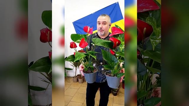 Антуриум Андрэ Адиос Рэд! Цена 450 гривен! Бронь в вайбе? смотреть онлайн