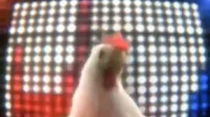 Курица поёт на своём курином языке свою песню.Remix.Часть-1.Музыкальный прикол