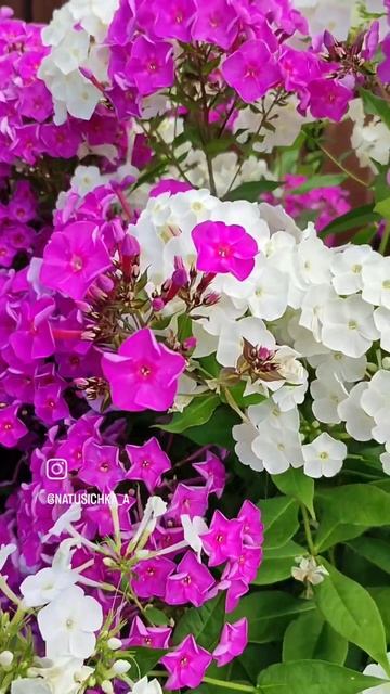 Флоксы в моëм саду 28 июля 2024 год. #flowers#флоксы #продажа #? смотреть онлайн