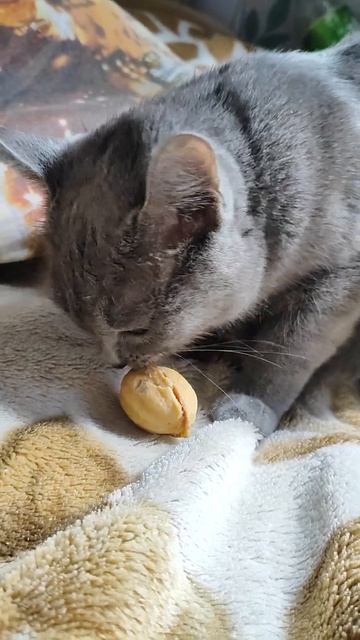 Моя домашняя #Львица любит #Орешки со сгущенкой #Обалд? смотреть онлайн