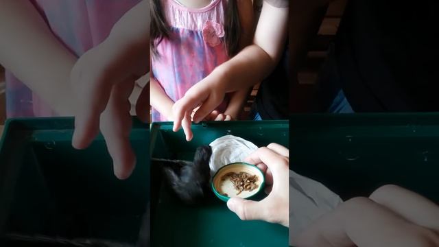 Наш питомец - Стриж смотреть онлайн