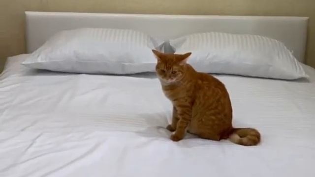 Белый комплект постельного белья Elementtitex смотреть онлайн