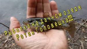 Рыбалка на дачном озере. Ротан Головешка