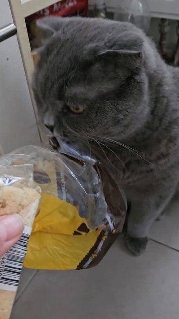 Зачем кот ест пакет? 😅 #злойбританец #funnycats смотреть онлайн