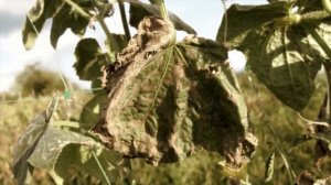 Новинка  Огурец Проликс F1