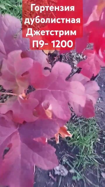 Дуболистная гортензия Джетстрим #гортензииметельчат? смотреть онлайн