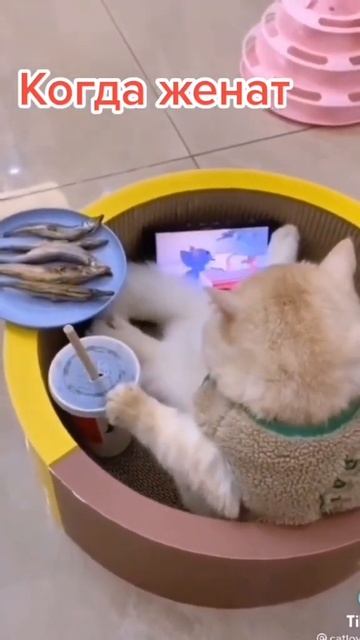 Даже не знаю, что лучше, в браке или в разводе # котик_шо смотреть онлайн