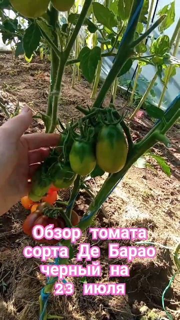 Обзор томата сорта Де Барао чёрный за лето. 23 июля. #ого смотреть онлайн