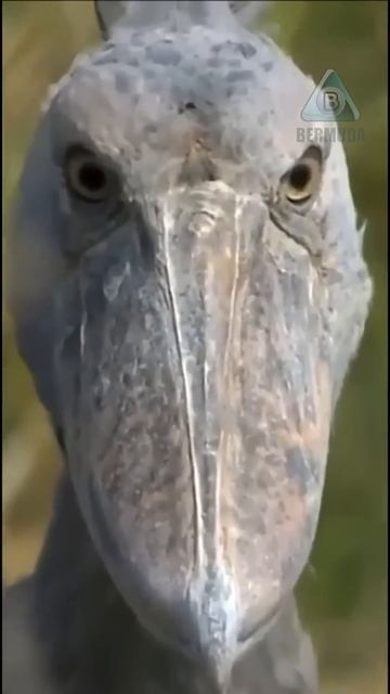 Китоглав удивительная птица! #животные #природа смотреть онлайн