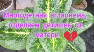 Многодетная аглаонема, отделяем детишек от матери