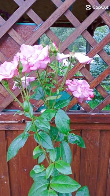 Лето2023#Екатеринбург#дача#цветы#петуния#астры# смотреть онлайн