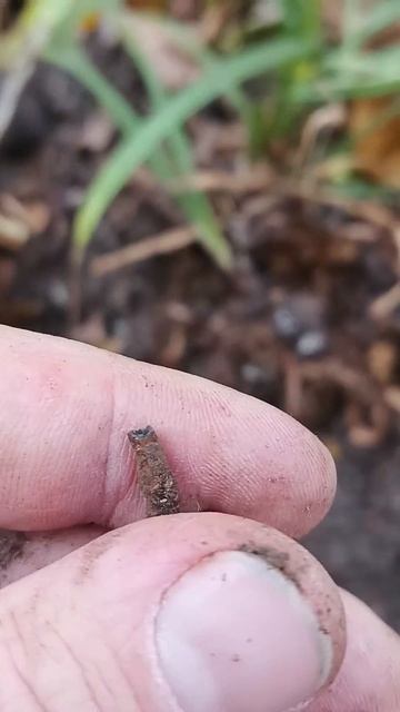 На что способен металлоискатель xp orx ??? Лесной #коп #кла смотреть онлайн