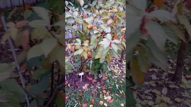 Подготовка метельчатых гортензий к зиме. #сад #гортенз смотреть онлайн