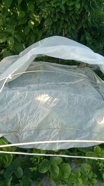 супер бюджетный парник-теплица смотреть онлайн