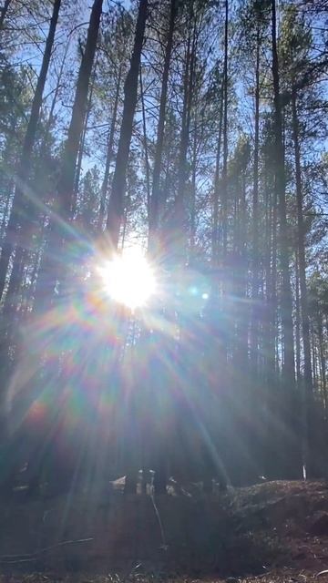 Солнечные лучи заливают сосновый лес. Верхушки сосен ? смотреть онлайн