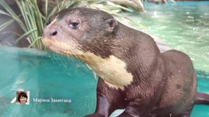 В Московском зоопарке в мае 2025 года.