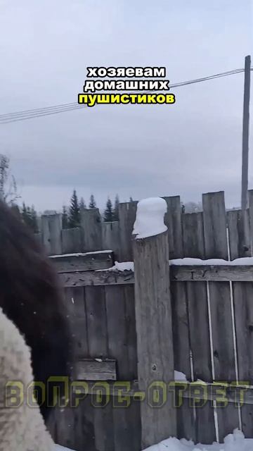 🐕🐈⬛Собаки и кошки, как и люди, бывают правшами или смотреть онлайн