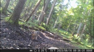 Молодые волки пробуют фотоловушку на зубок