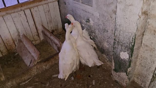 вес гусей ПОРОДЫ МАМУТ меня шокировал 😱😱 смотреть онлайн