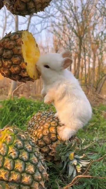 Белый кролик ест ананас смотреть онлайн