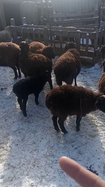 Выгодно ли заниматься овцеводством смотреть онлайн