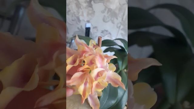 РАСЦВЕЛА!!! #orchid #орхидеи #цветы#shorts #flowers #plants #каттлеи #? смотреть онлайн