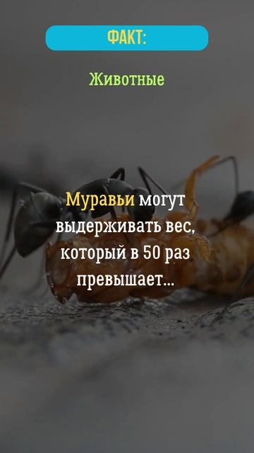 Муравьи могут выдерживать вес, который в 50 раз превыша