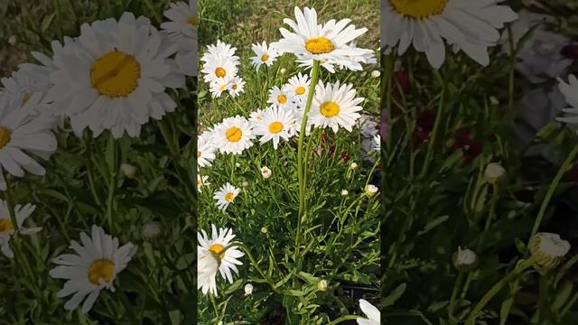 Миллион "ромашек" ❤️Нивяник Крупный "Аляска" .Не падае смотреть онлайн