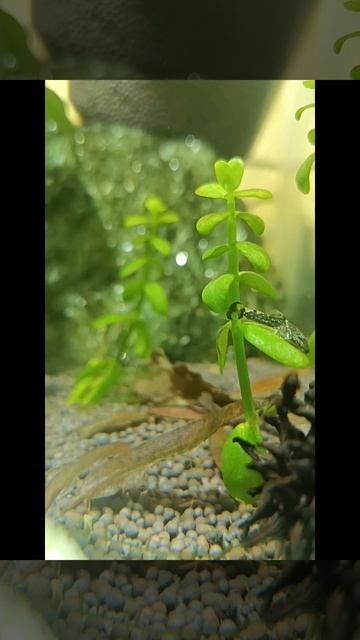 Самый лучший 💚 пылесос в Аквариуме! Обычный анцитрус, смотреть онлайн