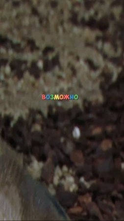 Рыба со спиральной челюстью