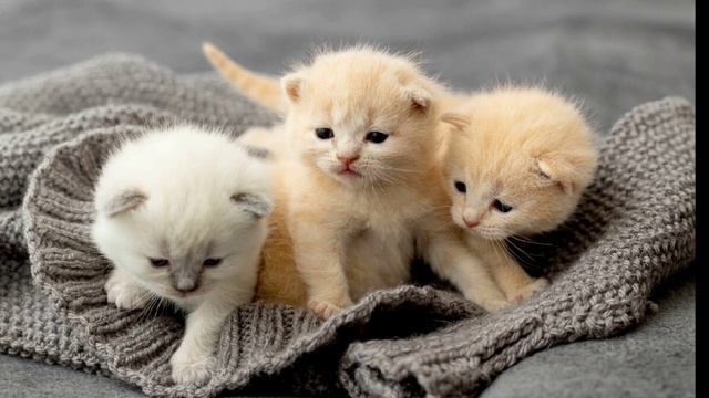 Мяуканье Котят. 5 Часов Котята Мяукают Зовут Маму Кошку. Звуки Котят Слушать