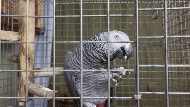 Кеша и Маргоша едят мел #birds #animals #parrot #попугай #birdslover #pet смотреть онлайн