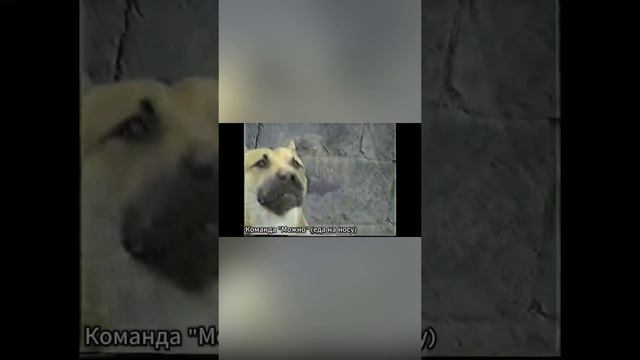 Как и когда я занимался дрессировкой Фрагмент эпизода подкаста