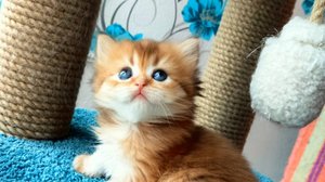 Золотые шиншиллы мальчики котята