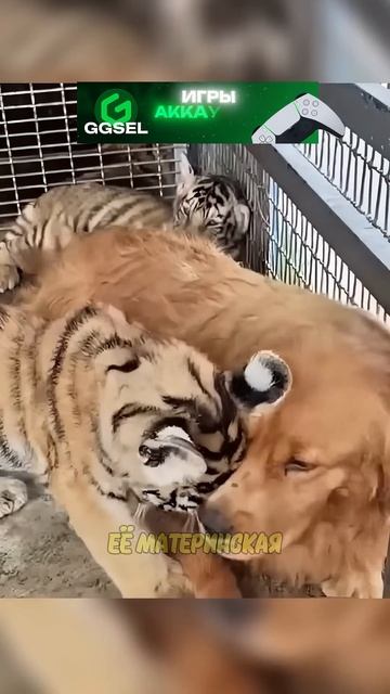 Голден ретривер усыновил тигрят 😍 смотреть онлайн
