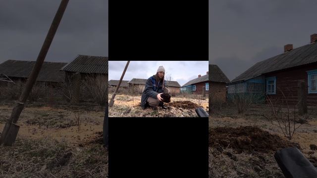 Посадка голубики для новичка. Посадка голубики/ Как пр