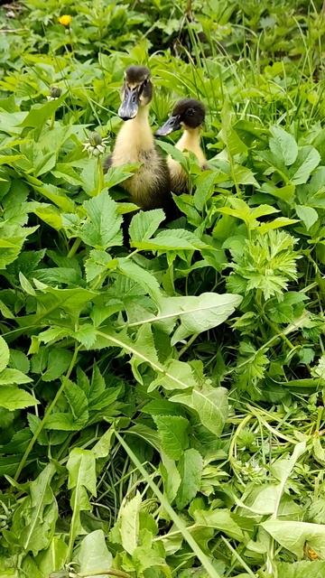 куда пойти? налево или направо?😊 Where to go? left or right? #бегу? смотреть онлайн