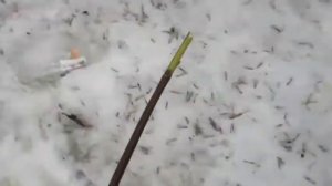 Русский дикий снюсоед