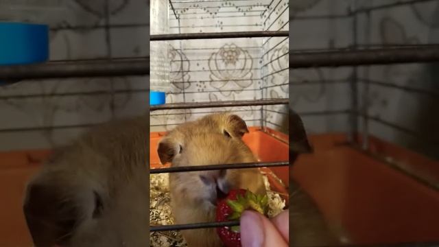 мудрец ест клубнику мукбанг#мукбанг#колубника смотреть онлайн