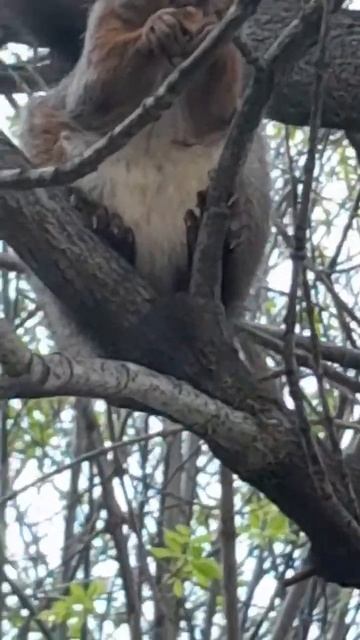 Белочка Рыжка кушает орешки #белки #squirrel #белочка #корм смотреть онлайн