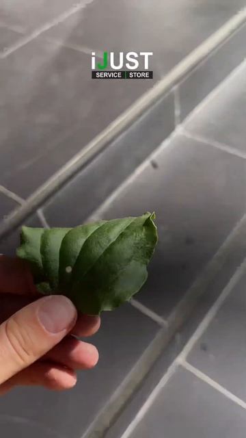 Лечение подорожником Honor X8 #воронеж #шортс #honor смотреть онлайн